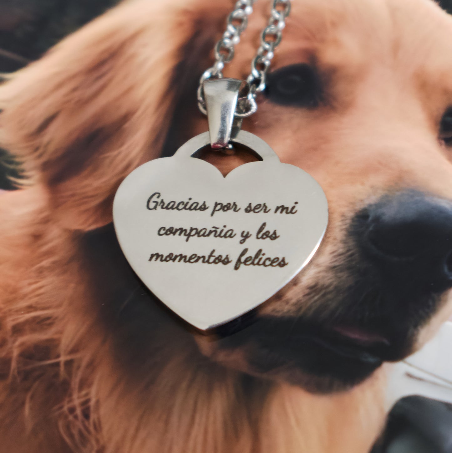 Collar Amor de Mascota